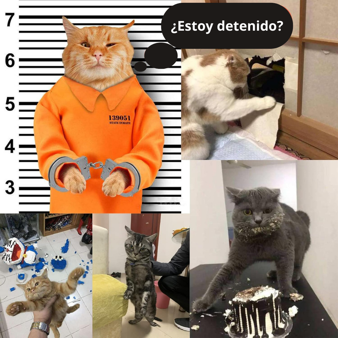 Esposas para Felinos Malos